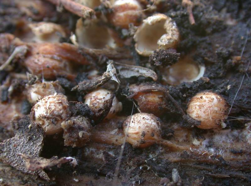 Sphaerobolus stellatus